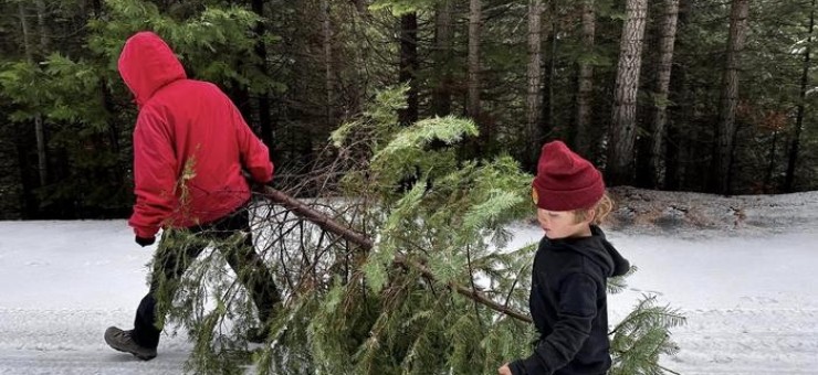 Forestry Department offers real Christmas trees for sale